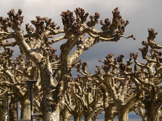 tree-trimming-lewisville-tx-640x480-76875990.jpeg