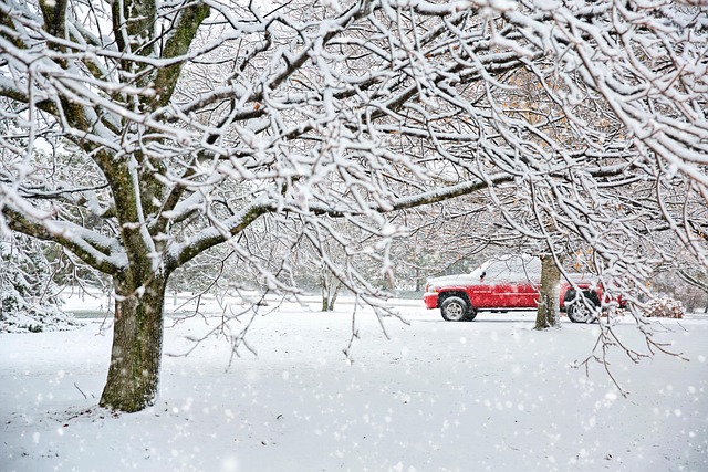 Carrollton TX: Expert Tree Maintenance for Healthy Greens
