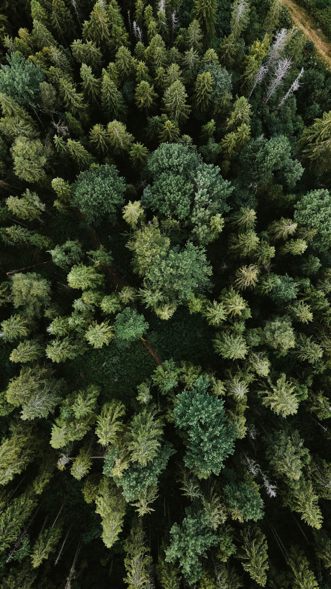 trees