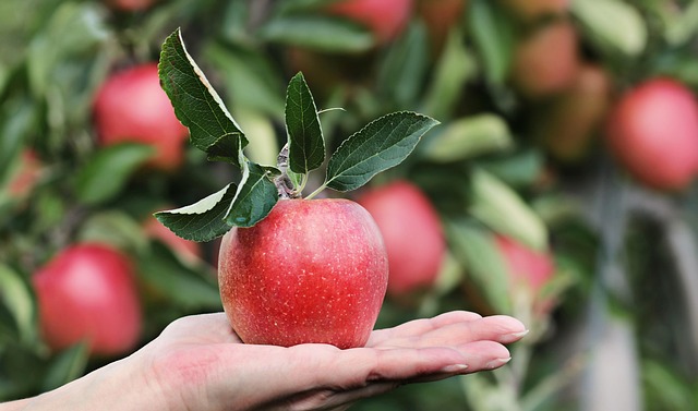 Optimal Tree Care: Addison TX Maintenance Experts