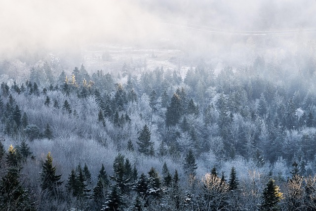 trees-640x480-54802346.jpeg