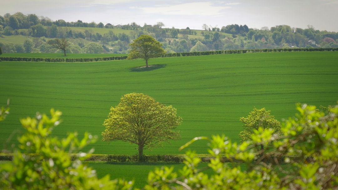 trees