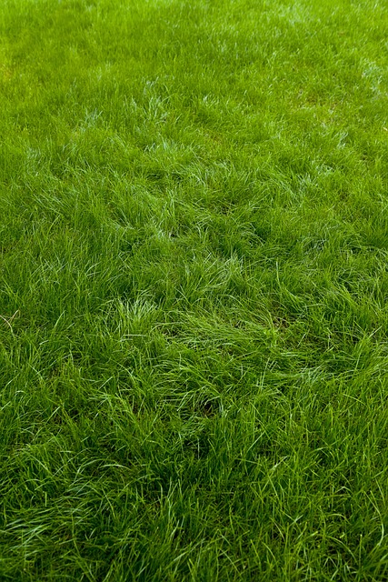 artificial-turf-640x480-66383985.jpeg