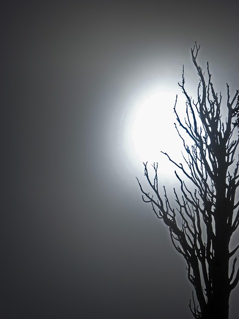 dead tree removal carrollton tx