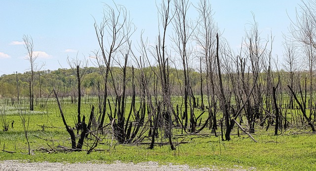dead-tree-removal-lewisville-tx-640x480-13167601.jpeg