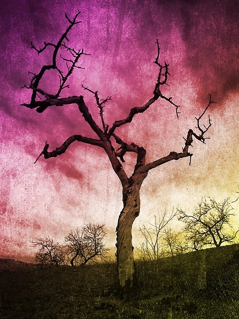 dead-tree-removal-lewisville-tx-640x480-63148028.jpeg
