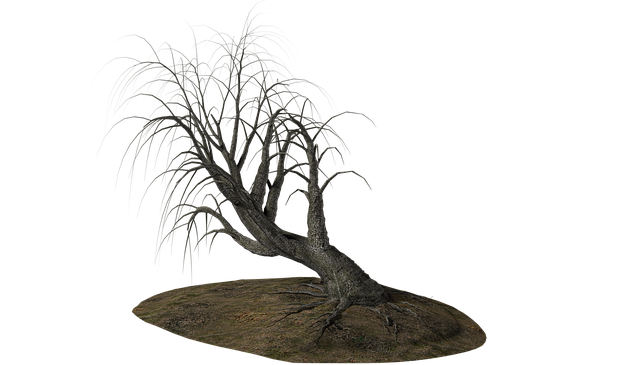 dead-tree-removal-lewisville-tx-640x480-81454243.png