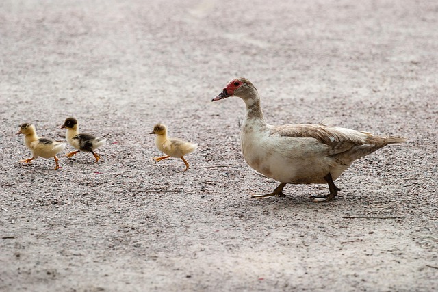 Gravel driveway contractors McKinney TX