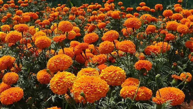landscaping-640x480-39638641.jpeg