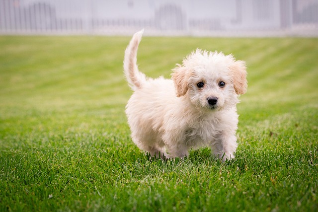 lawn