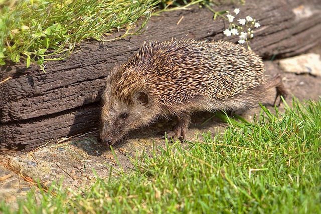 lawn-640x480-46466142.jpeg