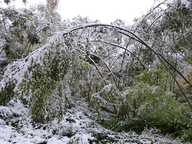 storm-damaged-tree-removal-lewisville-tx-640x480-33307711.jpeg