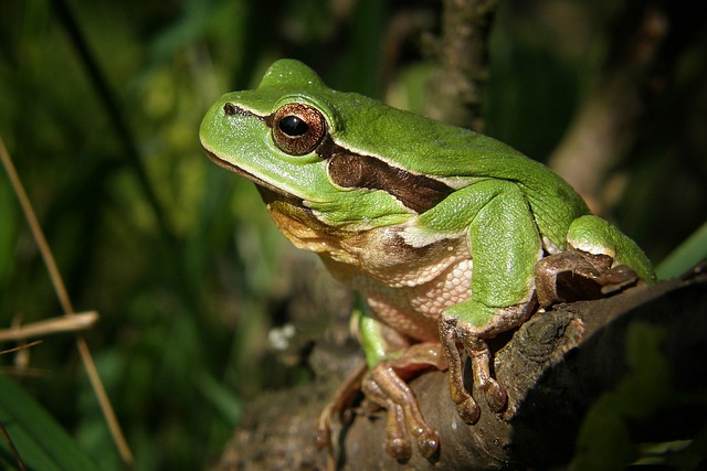 Addison TX Arborists: Experts in Tree Health Management