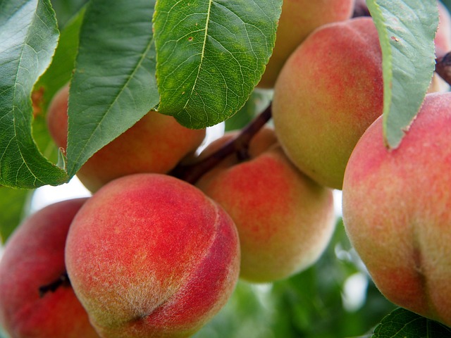 Richardson TX: Expert Tree Care for Optimal Growth & Beauty