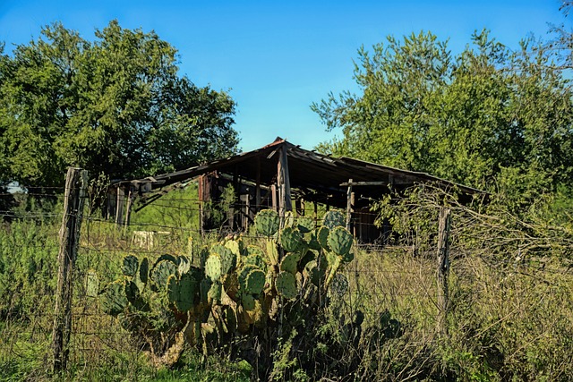 tree-maintenence-lewisville-tx-640x480-16311023.jpeg