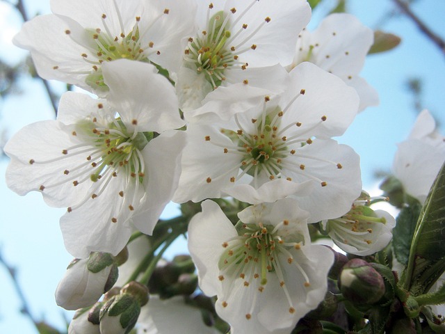 tree-pruning-carrollton-tx-640x480-5360055.jpeg