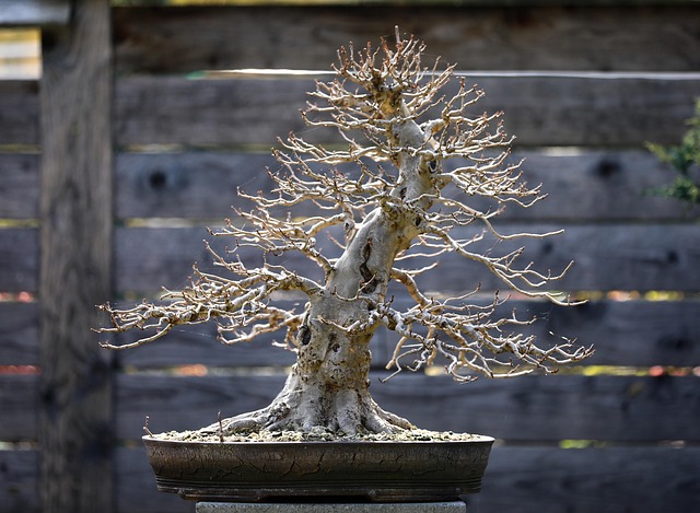 tree-pruning-lewisville-tx-640x480-79263350.jpeg