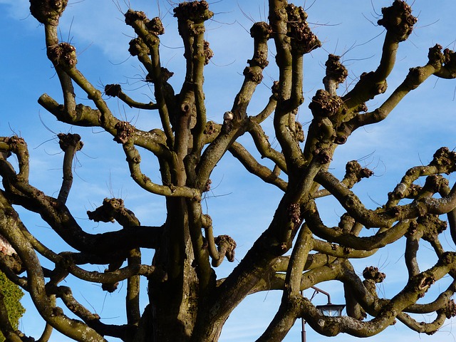 tree-trimming-lewisville-tx-640x480-20423184.jpeg
