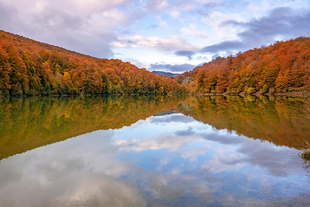 trees-640x480-40950971.jpeg