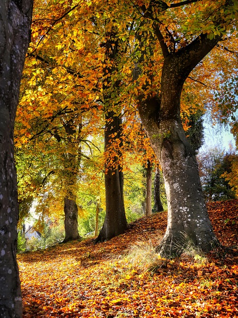 trees